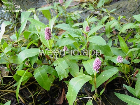 smartweed, water